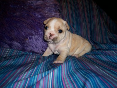 french bulldog puppy